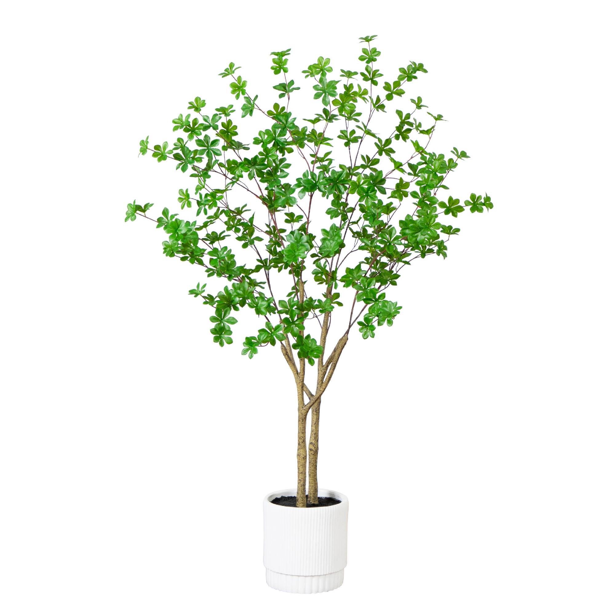 5ft. Enkianthus Tree in White Decorative Planter